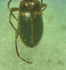 Malporus formicarius