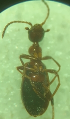 Malporus formicarius