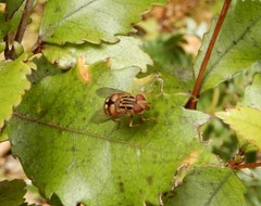 Helophilus campbelli