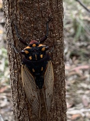 Macrotristria angularis