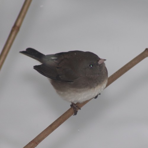 Dark-eyed Junco photographed in Connecticut