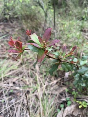 Berberis glaucocarpa