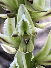 Prasophyllum brownii