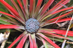 Fascicularia bicolor