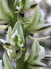 Prasophyllum brownii