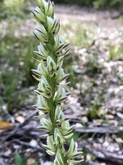 Prasophyllum brownii