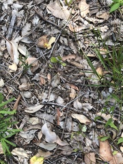 Prasophyllum brownii