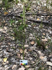 Prasophyllum brownii