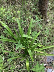 Hymenocallis littoralis
