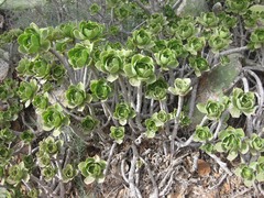 Aeonium balsamiferum image