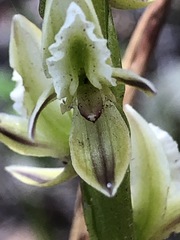 Prasophyllum brownii