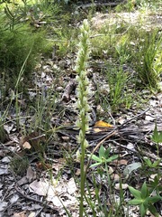 Prasophyllum brownii