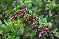 Gaultheria insana