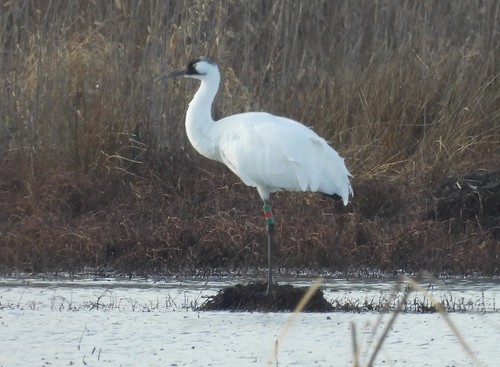 Whooping Crane photographed in Indiana