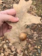 Atrusca quercuscentricola