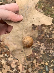 Atrusca quercuscentricola