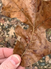 Atrusca quercuscentricola