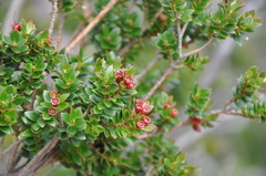 Metrosideros stipularis