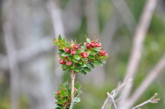 Metrosideros stipularis