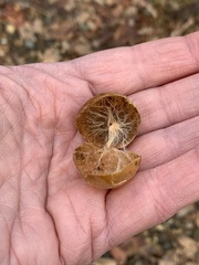 Atrusca quercuscentricola