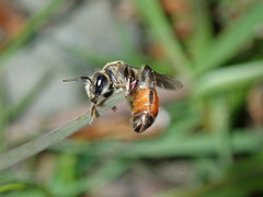 Andrena labiata