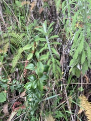 Pittosporum crassifolium