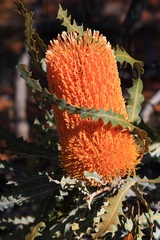 Banksia ashbyi ashbyi