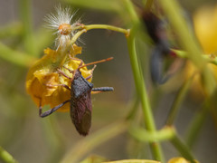 Dersagrena subfoveolata
