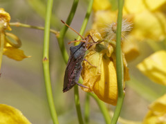 Dersagrena subfoveolata