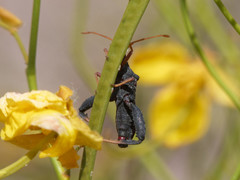 Dersagrena subfoveolata