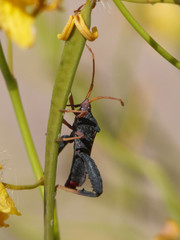 Dersagrena subfoveolata