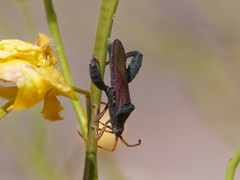 Dersagrena subfoveolata