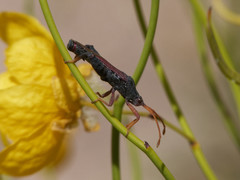 Dersagrena subfoveolata