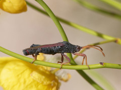 Dersagrena subfoveolata