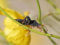 Dersagrena subfoveolata
