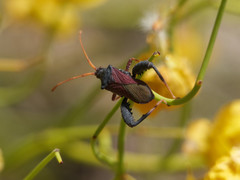 Dersagrena subfoveolata