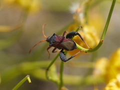 Dersagrena subfoveolata