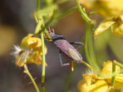 Dersagrena subfoveolata