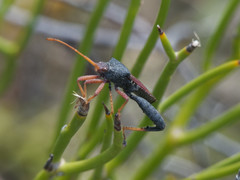 Dersagrena subfoveolata