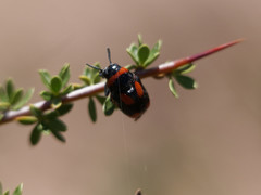 Megalostomis lacordairei