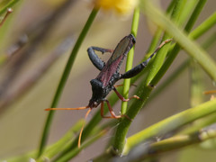 Dersagrena subfoveolata