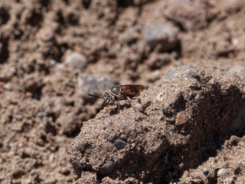 Rhinepeolus