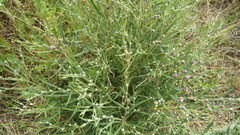 Lessingianthus pseudoincanus