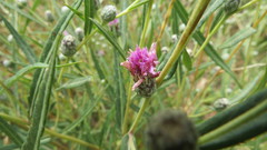 Lessingianthus pseudoincanus