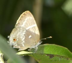 Michaelus phoenissa