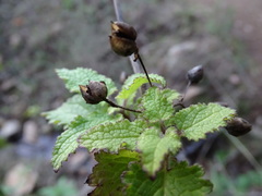 Scrophularia scorodonia