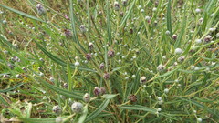 Lessingianthus pseudoincanus