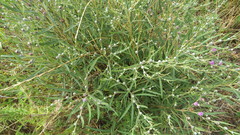 Lessingianthus pseudoincanus