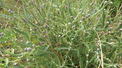 Lessingianthus pseudoincanus