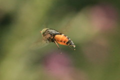 Hybomitra distinguenda